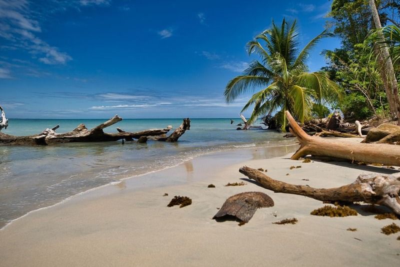 Playa tropical virgen con troncos de madera a la orilla del mar turquesa y palmeras bajo un cielo azul