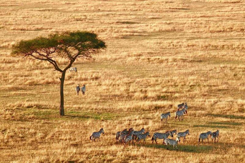 Serengeti National Park.