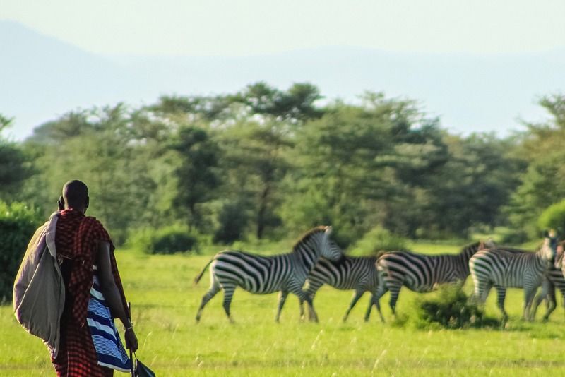 Un hombre masái con vestimenta tradicional observa a un grupo de cebras pastando en la sabana africana