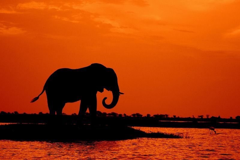 Silueta de un elefante bebiendo en un río al atardecer, con un ave zancuda cerca