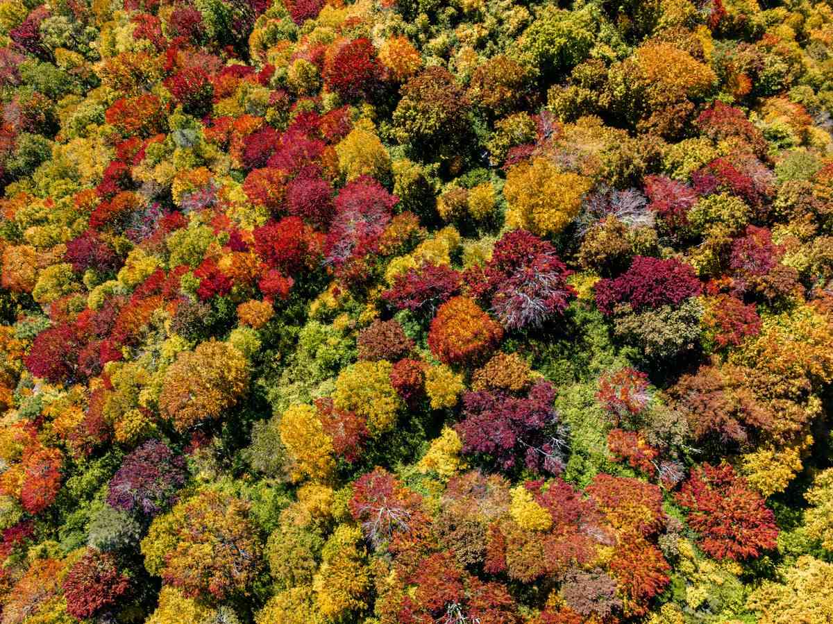 Vista aérea de un bosque cubierto de copas rojas, amarillas, naranjas y verdes en otoño