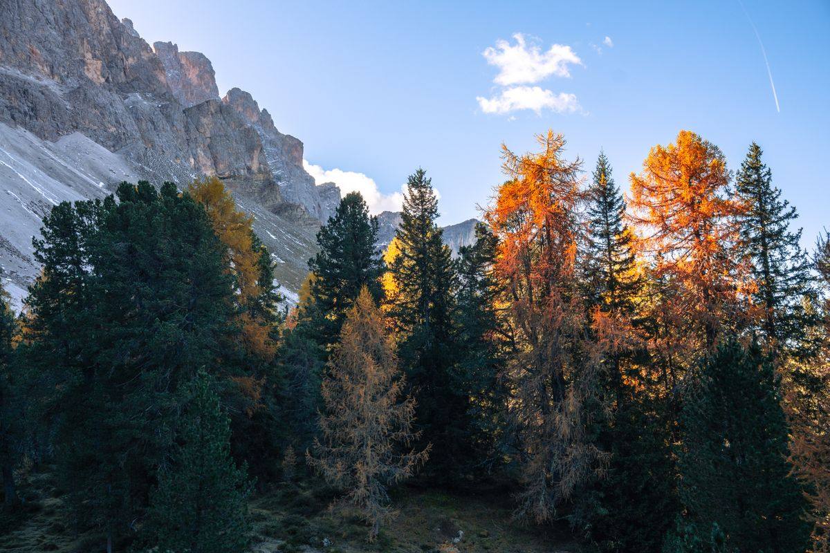 Alerces anaranjados y pinos oscuros al pie de montañas rocosas bajo cielo despejado