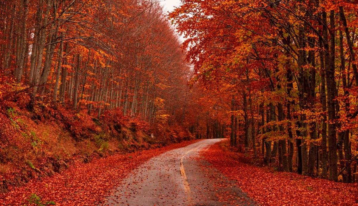 Carretera vacía entre árboles cubiertos de hojas rojas y naranjas de otoño
