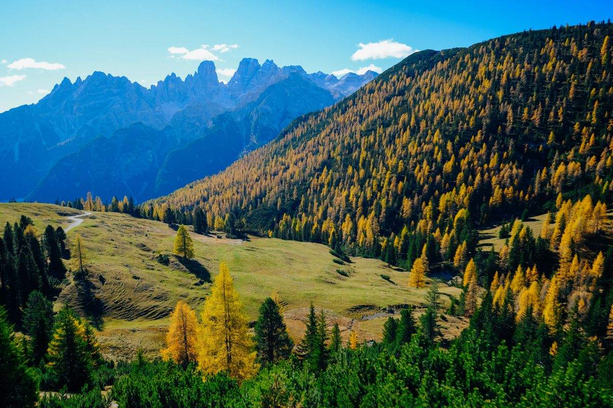 Colinas y bosque de alerces amarillos con montañas al fondo bajo cielo azul